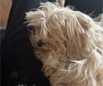 Small #4 Maltipoo (Miniature)