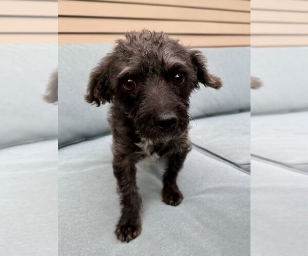 Medium Photo #3 Maltese Puppy For Sale in San Diego, CA, USA