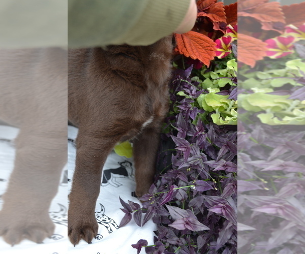 Medium Photo #3 Labrador Retriever Puppy For Sale in GREENWOOD, WI, USA