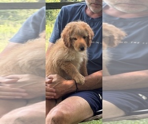 Medium Aussiedoodle