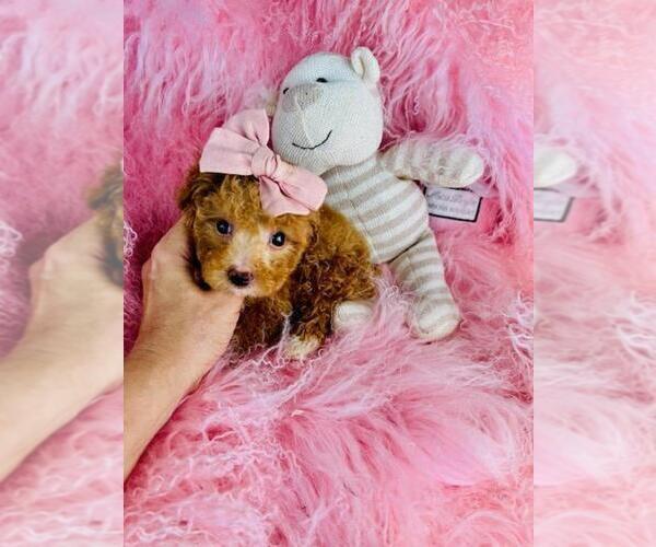 Medium Photo #3 Poodle (Toy) Puppy For Sale in SAN JOSE, CA, USA