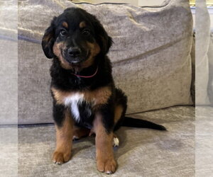 Australian Retriever Dogs for adoption in Fort Worth, TX, USA