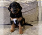 Small Australian Retriever