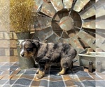Small #9 Miniature American Shepherd