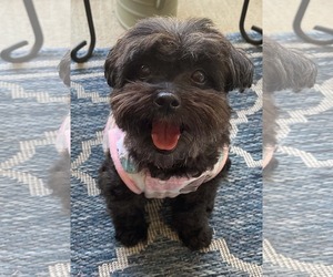 ShihPoo Dogs for adoption in Arlington, VA, USA