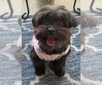 Small ShihPoo