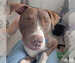Small #7 Labrador Retriever Mix