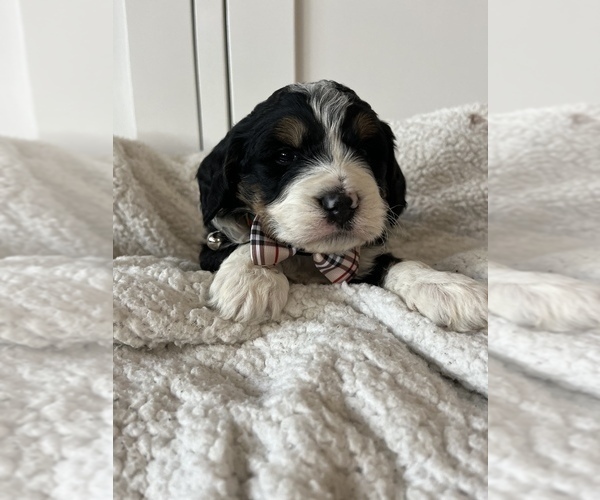 Medium Photo #4 Bernedoodle (Miniature) Puppy For Sale in MENIFEE, CA, USA