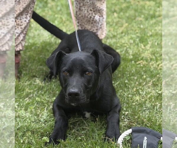 Medium Photo #3 Catahoula Leopard Dog Puppy For Sale in Yardley, PA, USA