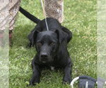 Small #2 Catahoula Leopard Dog