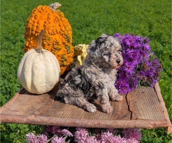 Medium Photo #13 Poodle (Toy) Puppy For Sale in GOSHEN, IN, USA