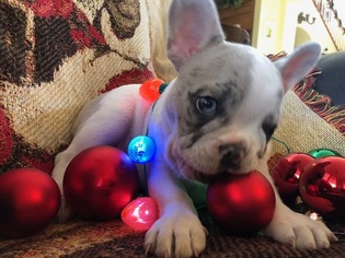 French Bulldog Puppy for sale in RIVERSIDE, CA, USA