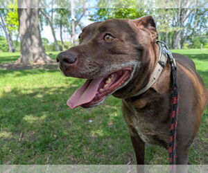 American Pit Bull Terrier-Labrador Retriever Mix Dogs for adoption in Princeton, MN, USA