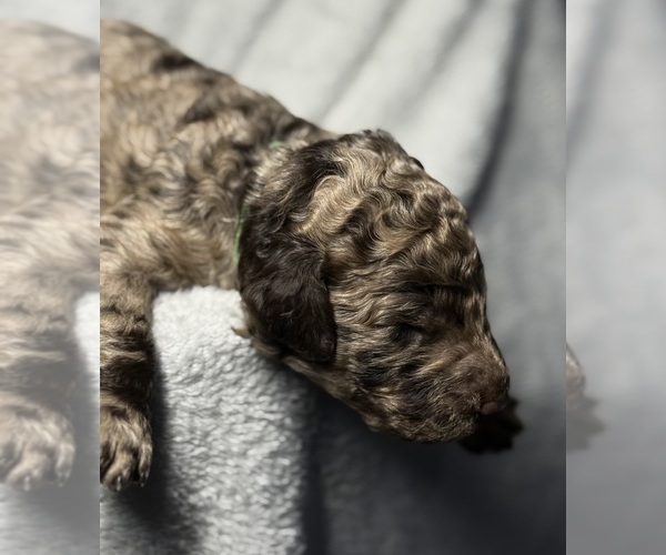 Medium Photo #2 Goldendoodle Puppy For Sale in HOWARD CITY, MI, USA