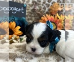 Small #3 Cavalier King Charles Spaniel