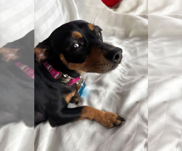 Medium Photo #3 Chihuahua-Unknown Mix Puppy For Sale in Gulfport, MI, USA