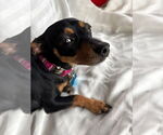 Small #2 Chihuahua Mix