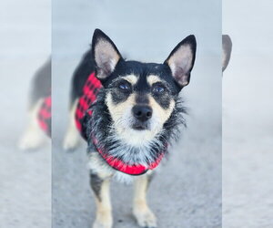 Chihuahua-Unknown Mix Dogs for adoption in Sandy, UT, USA