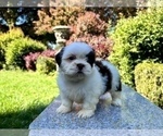 Small #17 Shih Tzu