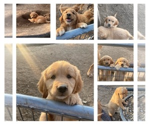 Golden Retriever Puppy for sale in NORCO, CA, USA