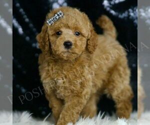 Medium Goldendoodle (Miniature)