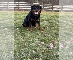 Rottweiler Puppy for sale in TOWER CITY, PA, USA