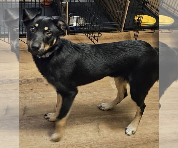 Medium Photo #7 Mutt Puppy For Sale in Farmington, MN, USA
