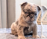 Small #2 English Bulldog