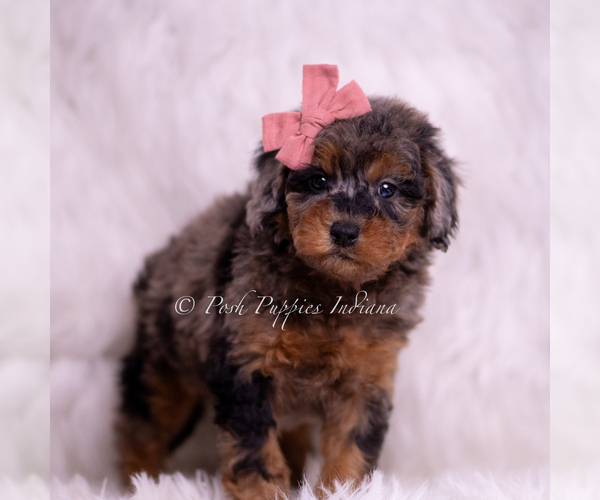 Medium Photo #4 Poodle (Toy) Puppy For Sale in WARSAW, IN, USA