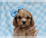 Small #2 Cavapoo (Miniature)