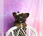 Small Photo #118 Yorkipoo Puppy For Sale in WARSAW, IN, USA