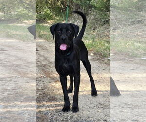 Labrador Retriever Dogs for adoption in Wetumpka, AL, USA