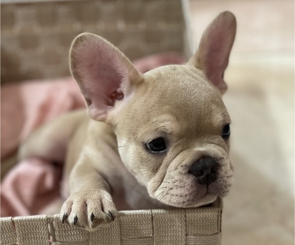 Medium Photo #5 French Bulldog Puppy For Sale in PALM BAY, FL, USA