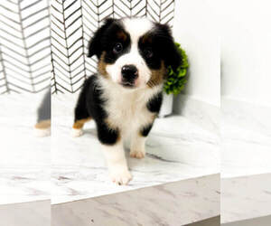 Miniature American Shepherd Puppy for sale in MILLERSBURG, OH, USA