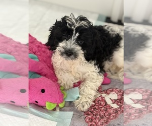 Cavapoo Puppy for Sale in ELMHURST, Illinois USA