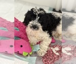 Small Cavapoo