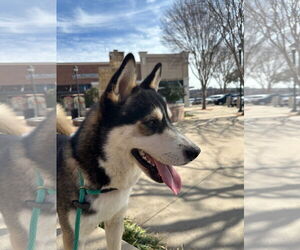 Siberian Husky Dogs for adoption in Carrollton, TX, USA