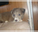 Small Photo #40 Australian Shepherd-Pembroke Welsh Corgi Mix Puppy For Sale in GALLEGOS, NM, USA