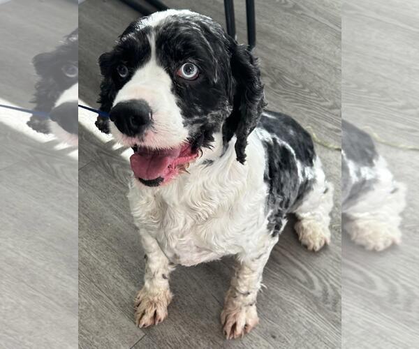 Medium Photo #11 Cocker Spaniel Puppy For Sale in Westminster, MD, USA
