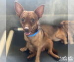 Small #2 Chihuahua Mix