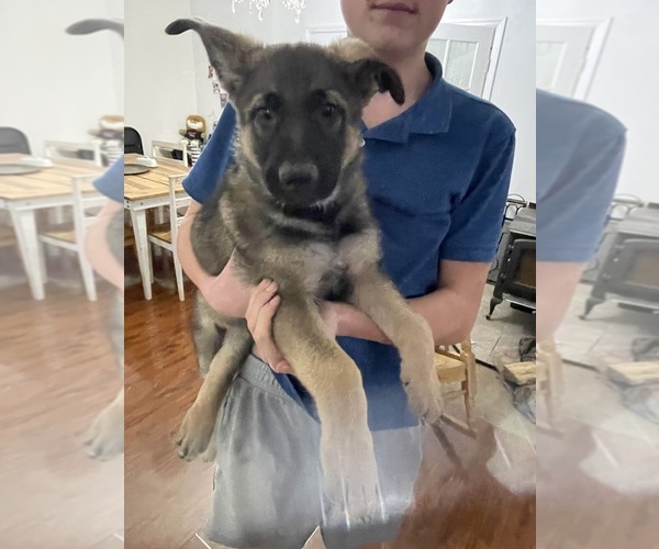 Medium Photo #3 German Shepherd Dog Puppy For Sale in MADISON HEIGHTS, VA, USA