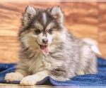 Small #3 Pomsky