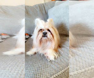 Father of the Shih Tzu puppies born on 02/01/2026