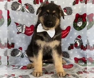 German Shepherd Dog Puppy for sale in LANCASTER, PA, USA