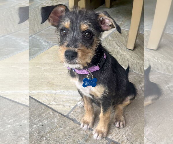 Medium Photo #1 Mutt Puppy For Sale in Corona, CA, USA