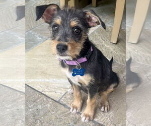 Mutt Dogs for adoption in Corona, CA, USA