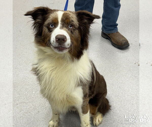 Medium Photo #1 Australian Shepherd-Unknown Mix Puppy For Sale in Washington, DC, USA