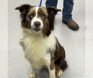 Australian Shepherd-Unknown Mix Dogs for adoption in Washington, DC, USA