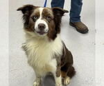 Small Australian Shepherd Mix