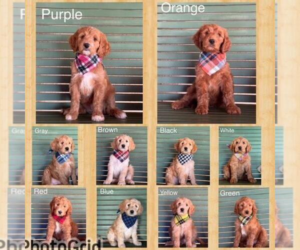 Medium Photo #1 Double Doodle Puppy For Sale in HESPERIA, CA, USA